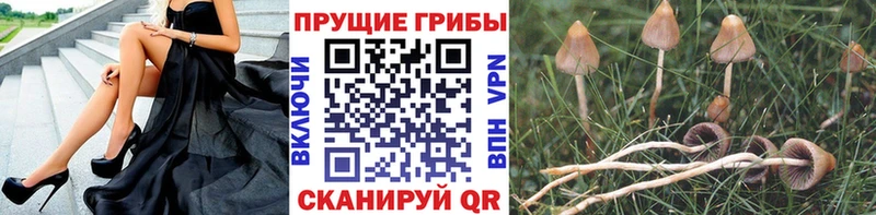 Купить где  Николаевск-на-Амуре  Галлюциногенные грибы Cubensis 